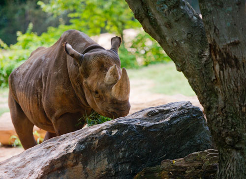 A black rhino seeks shade underneath a tree in its enclosure at Zoo Atlanta on Sunday, July 21, 2013.
