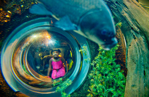 A young girl watches fish pass by inside the River Scout exhibit of the Georgia Aquarium in Atlanta on Saturday, July 27, 2013.