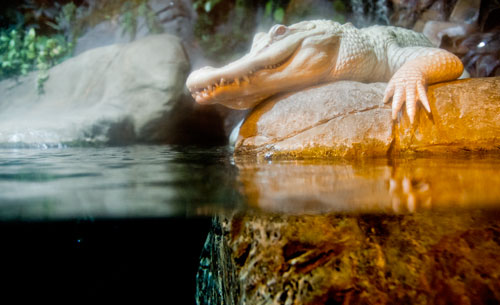 An albino alligator sits on a rock in its tank inside the River Scout exhibit of the Georgia Aquarium in Atlanta on Saturday, July 27, 2013.