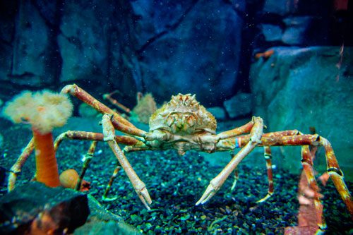 A Japanese spider crab walks along the bottom of its tank inside the Georgia Aquarium in Atlanta on Saturday, July 27, 2013.