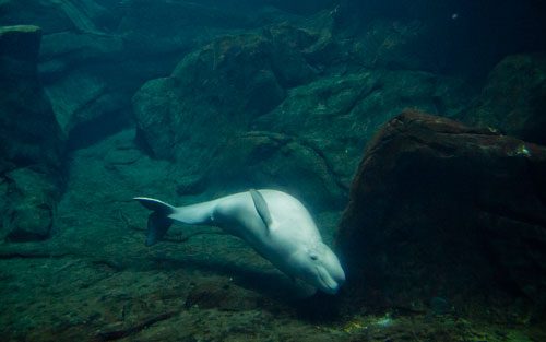 A beluga whale swims in its tank inside the Cold Water Quest exhibit of the Georgia Aquarium in Atlanta on Saturday, July 27, 2013.
