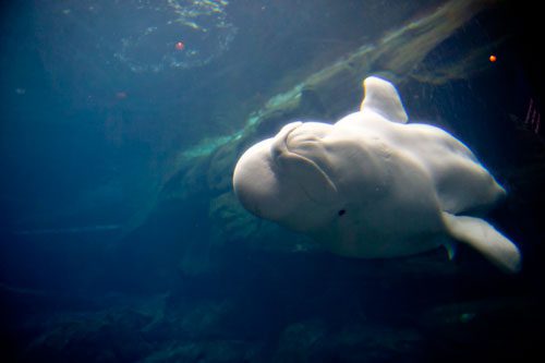 A beluga whale swims in its tank inside the Cold Water Quest exhibit of the Georgia Aquarium in Atlanta on Saturday, July 27, 2013.