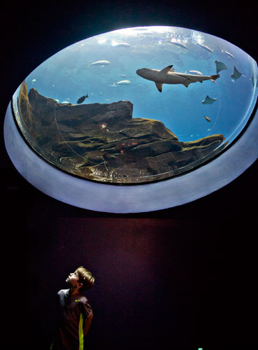 A young boy stares into a viewing glass inside the Ocean Voyager exhibit of the Georgia Aquarium on Saturday, July 27, 2013.