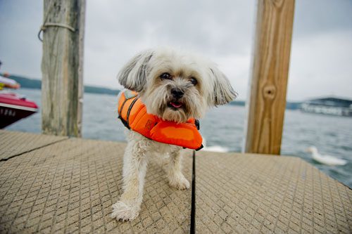 Frankie, a mixed breed dog, wears a life preserver as he paces one of the docks at Gainesville Marina on the shore of Lake Lanier on Sunday, September 1, 2013. 