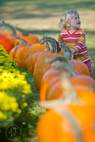 Sam Edge picks out a pumpkin at the Still Family Farm in Powder Springs on Saturday, October 5, 2013.