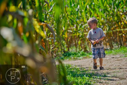 James Davis holds an ear of corn as he makes his way through the Buford Corn Maze on Saturday, October 5, 2013. 