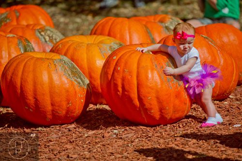 Madison Wilson leans up against one of the thousands of pumpkins at Burt's Pumpkin Farm in Dawsonville on Sunday, October 13, 2013.