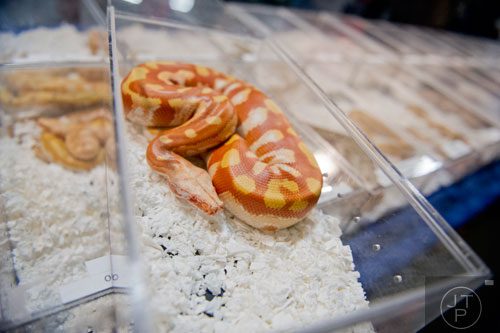 A T-negative albino blood python sits in a plexiglass case during Repticon at the Gwinnett County Fairgrounds in Lawrenceville on Saturday, November 16, 2013. 