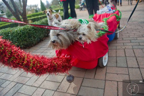Bingo (right) and Rocco ride in a wagon around the Atlanta Botanical Garden on Saturday, December 7, 2013.