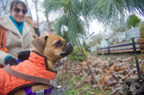 Cristo watches the trains pass by with his owner Sharon Goldmacher at the Atlanta Botanical Garden on Saturday, December 7, 2013.