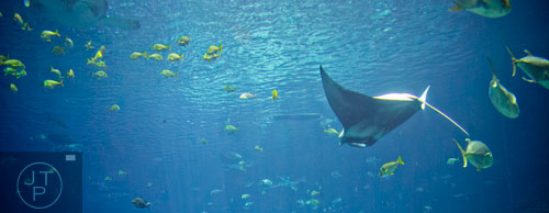 A manta ray swims in the Ocean Voyager tank at the Georgia Aquarium on Friday, December 13, 2013.