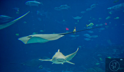 Rays and other fish swim in the Ocean Voyager tank at the Georgia Aquarium on Friday, December 13, 2013.