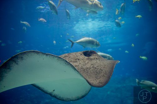 A sting ray swims in the Ocean Voyager tank at the Georgia Aquarium on Friday, December 13, 2013.