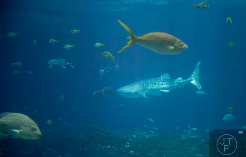 A whale shark swims in the Ocean Voyager tank at the Georgia Aquarium on Friday, December 13, 2013.
