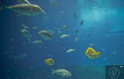 The Ocean Voyager tank at the Georgia Aquarium on Friday, December 13, 2013.