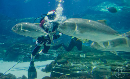 Scuba Claus swims in the Ocean Voyager tank at the Georgia Aquarium during an appearance on Friday, December 13, 2013. 