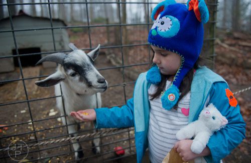Kyrie Abell feeds a goat at the Yellow River Game Ranch in Lilburn on Sunday, February 2, 2014.