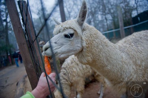 An alpaca takes a bite of a carrot at the Yellow River Game Ranch in Lilburn on Sunday, February 2, 2014. 