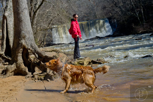 Dante, Marina Voin's golden retriever, shakes himeself off after a dip in the river at Old Mill Park in Roswell on Sunday, February 16, 2014. 