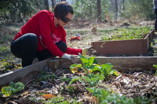 Elaine Hudson removes weeds from one of the garden beds at the Cator Woolford Gardens at the Frazer Center in Atlanta on Sunday, March 2, 2014. 