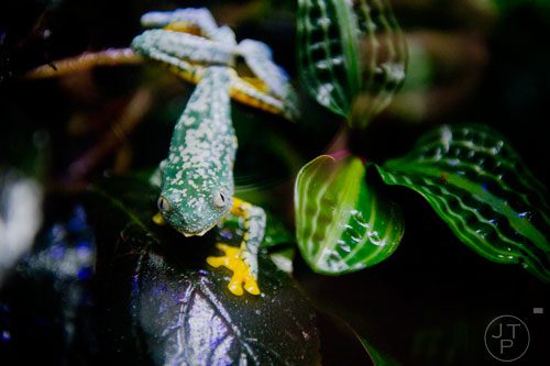 The Atlanta Botanical Garden keeps a collection of tree frogs inside the Fuqua Conservatory and Orchid Center on Tuesday, March 4, 2014.