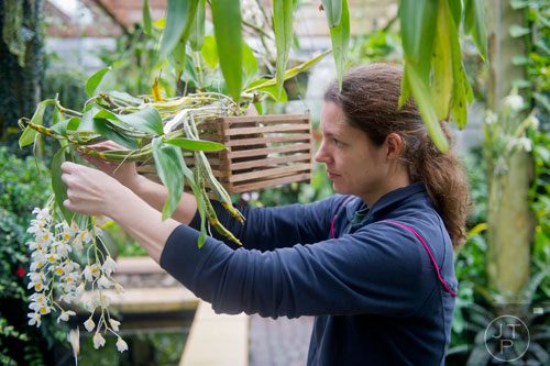 Sarah Carter, one of the horticulturists at the garden, trims dead leaves off of an orchid plant in the Paul Gauguin section of the Orchid Daze: Lasting Impressions installation at the Atlanta Botanical Garden's Fuqua Conservatory and Orchid Center on Tuesday, March 4, 2014. 