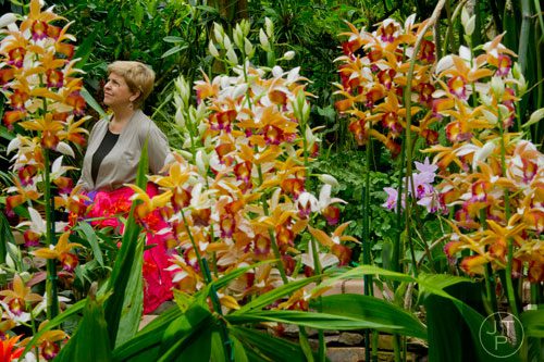 Dianne Mapp looks at the orchids on display in the Paul Gauguin section of the Orchid Daze: Lasting Impressions installation at the Atlanta Botanical Garden's Fuqua Conservatory and Orchid Center on Tuesday, March 4, 2014. 