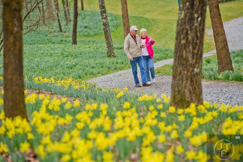 Edna Watson (right) shows her husband Emory a photo she took of daffodils as they walk the pathways at Gibbs Gardens in Ball Ground on Friday, March 7, 2014.
