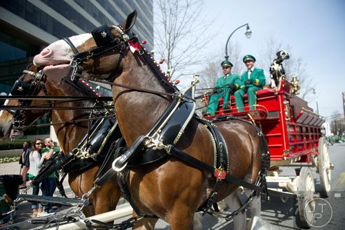 The Budweiser Clydesdales make their way down Peachtree St. during the Atlanta St. Patrick's Day Parade on Saturday, March 15, 2014. 