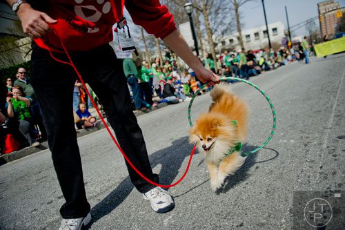 Odie jumps through a hoop held by John McGrew during the Atlanta St. Patrick's Day Parade on Saturday, March 15, 2014.