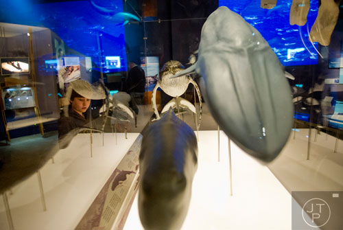 Roman Siclare (left) looks at one of the displays inside the Whales, Giants of the Deep exhibit at the Fernbank Museum of Natural History in Atlanta on Sunday, March 16, 2014. 