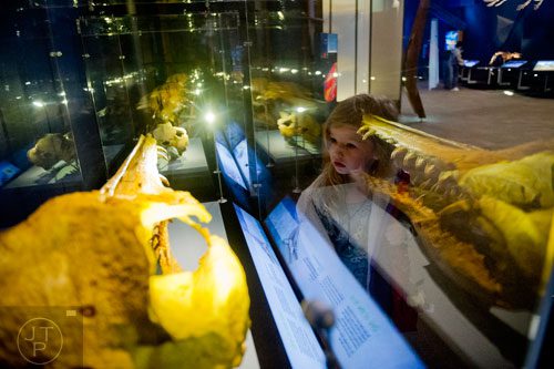 Lydia Prince looks at the fossils on display inside the Whales, Giants of the Deep exhibit at the Fernbank Museum of Natural History in Atlanta on Sunday, March 16, 2014. 