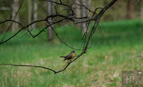 A robin perches on a tree at McDaniel Farm Park in Duluth on Thursday, March 20, 2014.