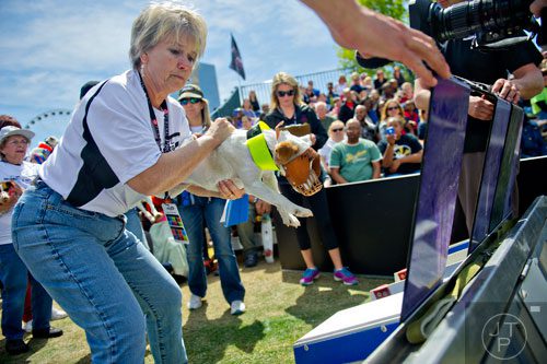 Gayle Cannon sets her Jack Russell Hitch in the starting gate for the Jack Russell Hurdle Racing competition during the Purina Pro Plan Incredible Dog Challenge at Centennial Olympic Park in Atlanta on Saturday, April 5, 2014. 