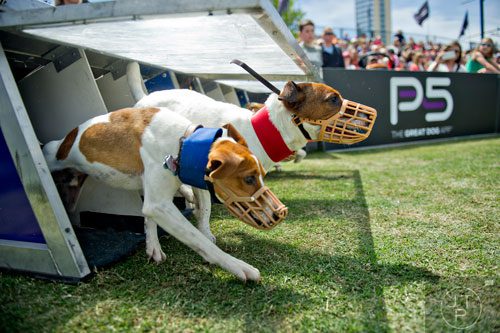 Drako (left) and Flash burst from the starting gate for the Jack Russell Hurdle Racing competition during the Purina Pro Plan Incredible Dog Challenge at Centennial Olympic Park in Atlanta on Saturday, April 5, 2014. 