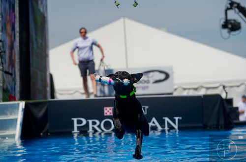 Forest, a black lab crashes into the pool of water after hitting a target in the Fetch It competition during the Purina Pro Plan Incredible Dog Challenge at Centennial Olympic Park in Atlanta on Saturday, April 5, 2014. 