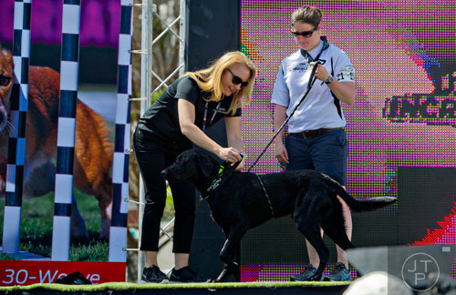 Lisa Pacatte (left) pins gold medals onto Forest, a black lab, and Anna Borovich after winning the Fetch It competition during the Purina Pro Plan Incredible Dog Challenge at Centennial Olympic Park in Atlanta on Saturday, April 5, 2014. 