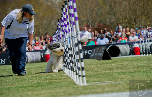 Andrea Hobe (left) runs next to Colby in the 30-Weave-Up-and-Back Competition during the Purina Pro Plan Incredible Dog Challenge at Centennial Olympic Park in Atlanta on Saturday, April 5, 2014. 