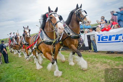 The Budweiser Clydesdales pass by the crowd on the infield during the 49th Annual Running of the Atlanta Steeplechase At Kingston Downs in Rome on Saturday, April 19, 2014. 