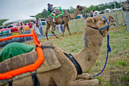 Caleb Thompson (left) and his cousin R.J. Woodrome ride a camel during the 49th Annual Running of the Atlanta Steeplechase At Kingston Downs in Rome on Saturday, April 19, 2014. 