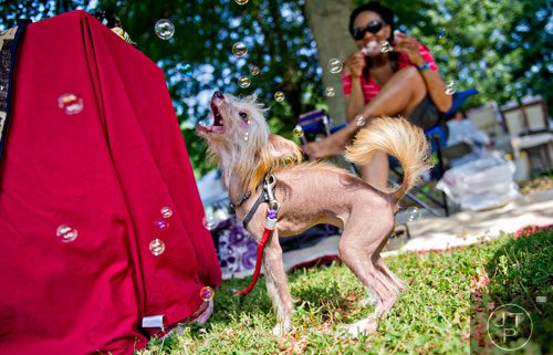 Sista Girl, a Chinese crested hairless, chases bubbles blown by her owner Alison Lanier as she waits for customers during the Art, Barks & Purrs Arts and Crafts Festival at the Cobb County Animal Control facility in Marietta on Saturday, June 21, 2014.