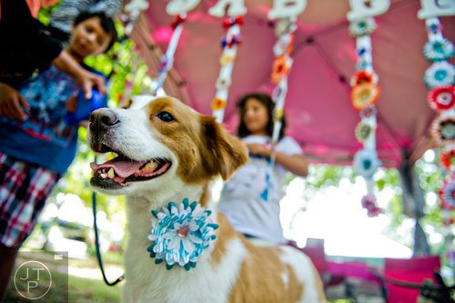 Molly, a mixed breed, stands waiting to greet visitors in front of one of the many artist booths during the Art, Barks & Purrs Arts and Crafts Festival at the Cobb County Animal Control facility in Marietta on Saturday, June 21, 2014.