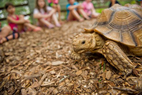 Pebbles (center), an African spur-thighed tortoise, crawls around a circle of campers as they get a chance to feel her legs and shell during summer camp at Autrey Mill Nature Preserve in Johns Creek on Monday, July 14, 2014.  