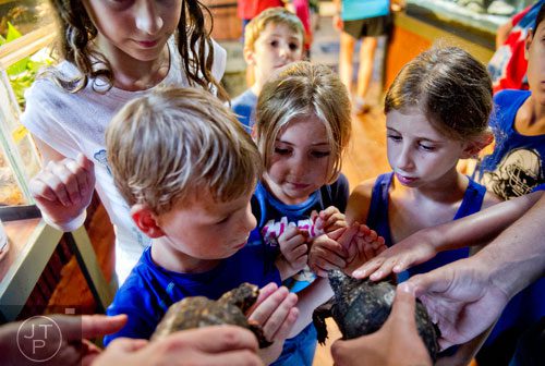 Noy Barel (left), Nathaniel Henderson, Addison Pancake and Almog Horowitz take an up close look at two turtles as they find out about the differences between a male and female during summer camp at Autrey Mill Nature Preserve in Johns Creek on Monday, July 14, 2014.  