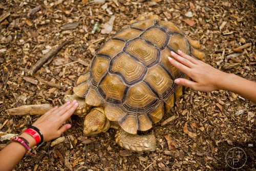Noy Barel (left) and Olivia Sanford reach out to pet Pebbles, an African spur-thighed tortoise, as she crawls around a circle of campers during summer camp at Autrey Mill Nature Preserve in Johns Creek on Monday, July 14, 2014.   