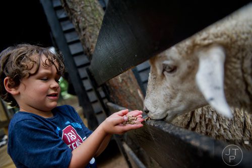 Jude Russenberger lets sheep eat out of his hands during Camp Serenbe in Chattahoochee Hills on Tuesday, July 15, 2014. 