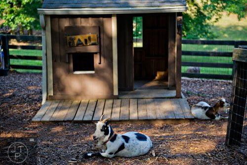 A miniature Nigerian Dwarf Goat lays in her enclosure with her calf at Tanglewood Farm in Canton on Wednesday, August 6, 2014.