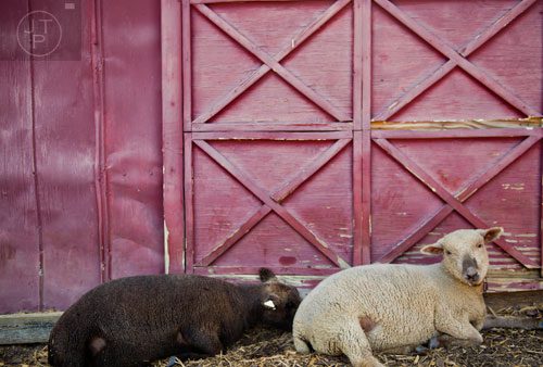 Miniature babydoll sheep lay in their enclosure at Tanglewood Farm in Canton on Wednesday, August 6, 2014.