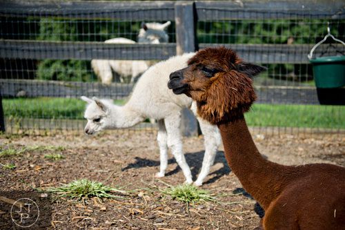 A miniature alpaca lays in her enclosure with her three week old baby at Tanglewood Farm in Canton on Wednesday, August 6, 2014.