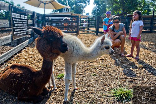 A miniature alpaca keeps an eye on her three week old baby as Adalynn Dickerson, her mother Ashley, Connor Estes, Sarah Cotter and Samantha Estes pause in their enclosure at Tanglewood Farm in Canton on Wednesday, August 6, 2014.   
